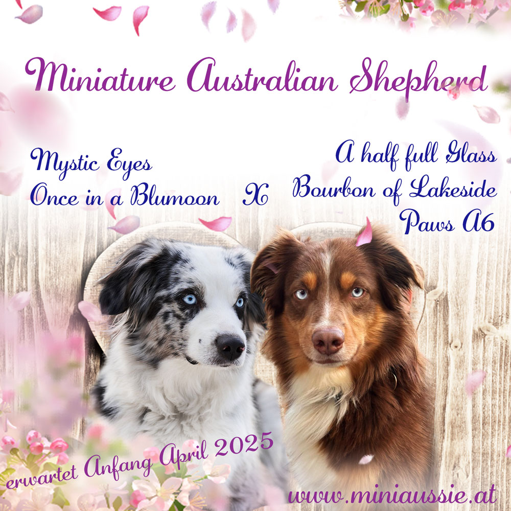 Wurfankündigung 2025