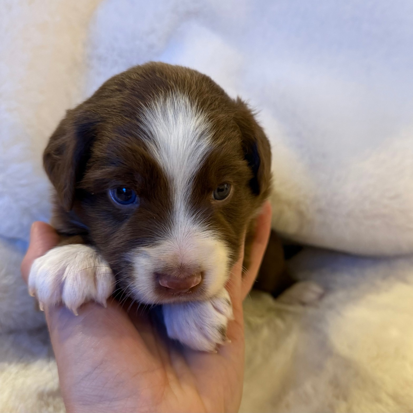 📸 Die ersten Bilder sind online – lernt unsere Welpen kennen!&nbsp;🐶❤️