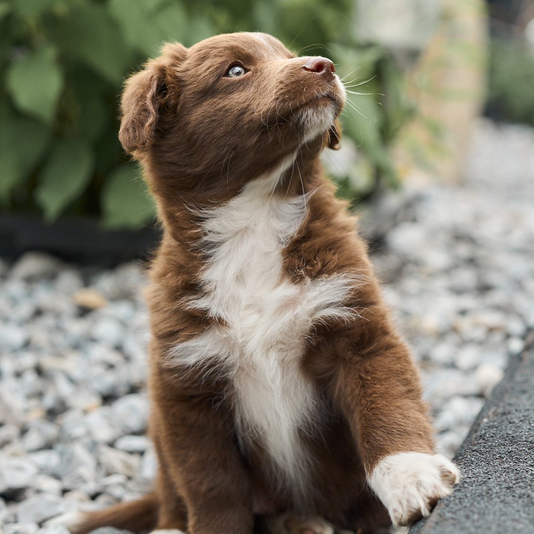 Ein kleiner Hinweis zu unserem Blog&nbsp;🐾