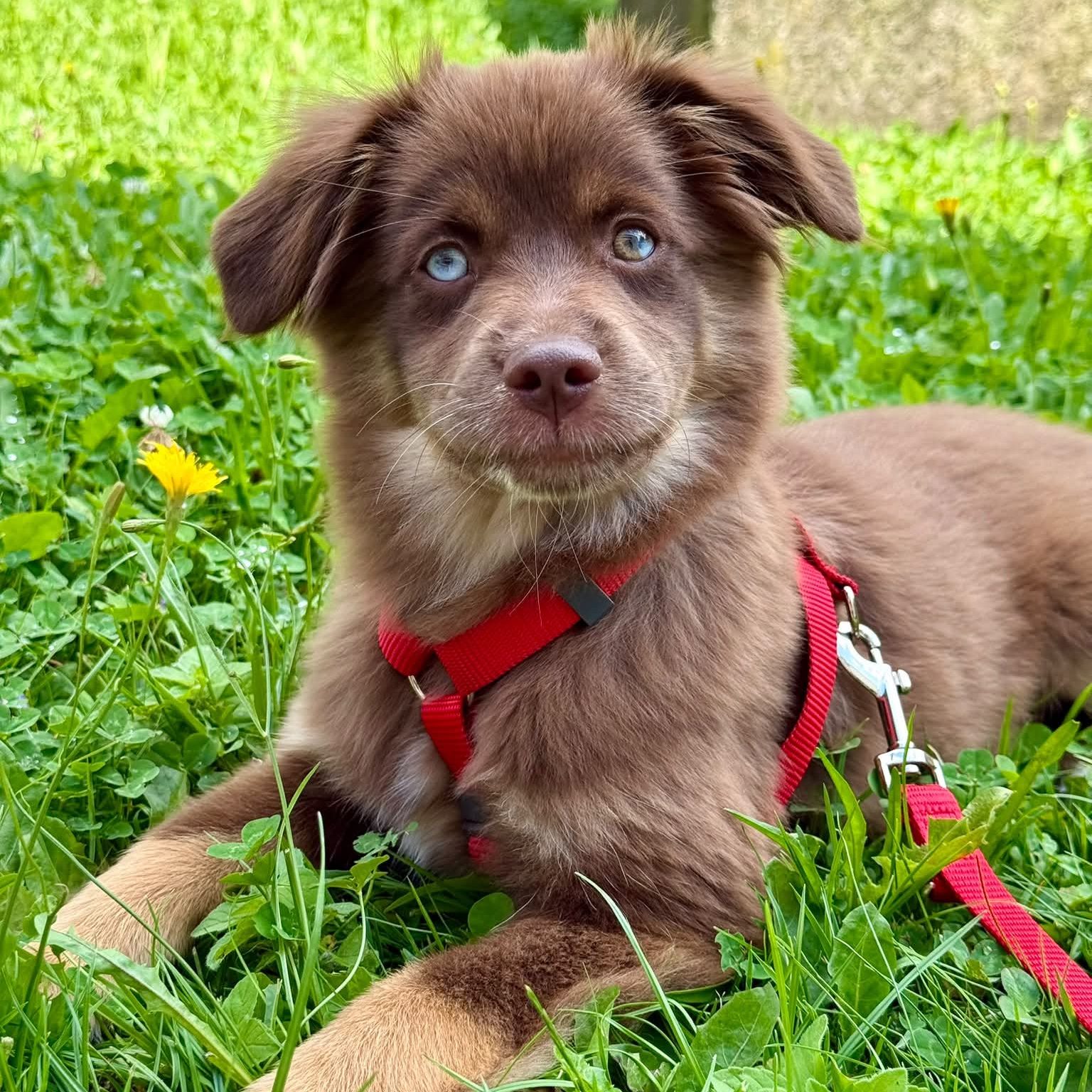 Ein neues Zuhause gesucht&nbsp;🐾❤️